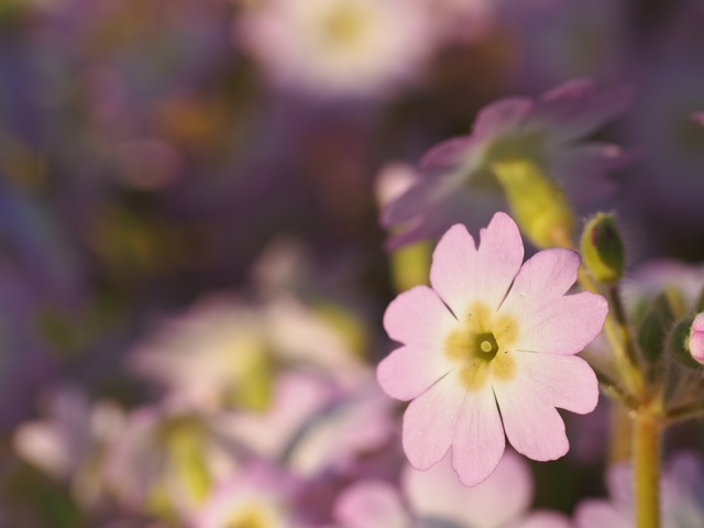 光の中に咲く淡いピンク色の花
